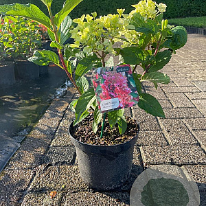 Hydrangea pan. Pinky Winky 30-40 cm 3,0L
