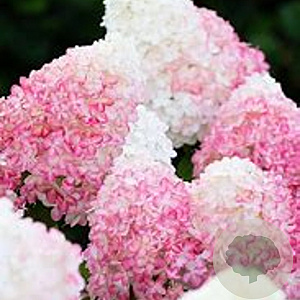 Hydrangea paniculata Pink & Rose 30-40 cm 3,0L