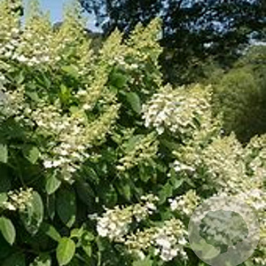 Hydrangea pan. 'Tardiva' 40-60 cm 7,5L