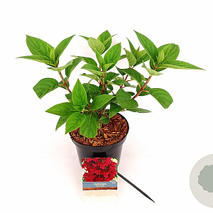 Hydrangea pan. 'Wim's Red' 30-40 cm 3,0L