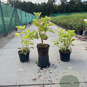 Hydrangea querc. 'Alice' 30-40 cm 3,0L