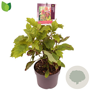 Hydrangea querc. 'Amethyst' 30-40 cm 3,0L