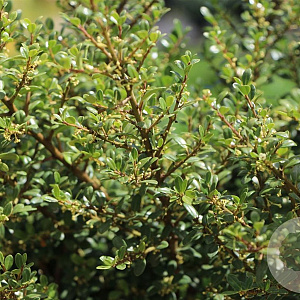 Ilex crenata 'Glory Gem' 20-25 cm 2,0L