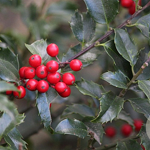 Ilex meserv. 'Blue Angel' 30-40 cm 3,0L