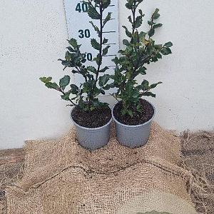 Ilex meserv. 'Blue Prince' 30-40 cm 3,0L