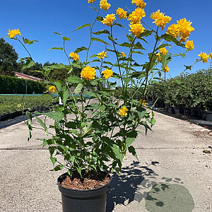Kerria jap. 'Pleniflora' 30-40 cm 3,0L