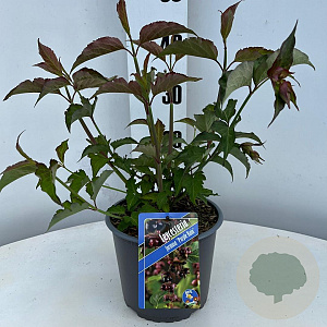 Leycesteria formosa 'Purple Rain' 30-40 cm 3,0L