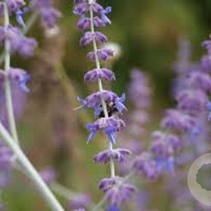 Perovskia atripl. 'Little Spire' GM P15
