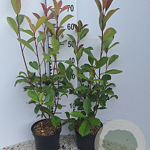 Photinia fraseri 'Red Robin' 40-60 cm 3,0L