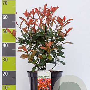Photinia fraseri 'Red Robin' 60-80 cm 7,5L