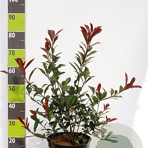 Photinia fraseri 'Red Robin' 60-80 cm 7,5L