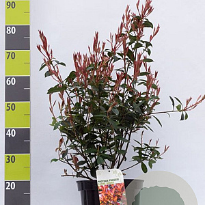 Photinia fraseri 'Red Robin' 60-80 cm 7,5L