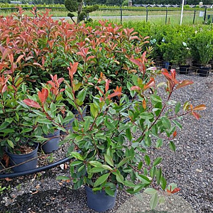 Photinia fraseri 'Red Robin' 60-80 cm 7,5L