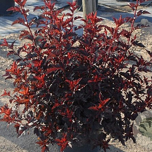 Physocarpus opulif. All Black 25-30 cm 3,5L