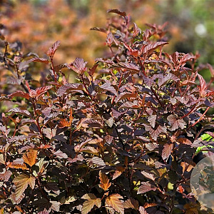 Physocarpus opulifolius 'Diable d'Or' 25-30 cm 3,5L