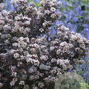 Physocarpus opulif. Little Joker 25-30 cm 3,5L