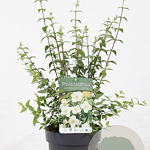 Philadelphus Petite Perfume White 30-40 cm 3,0L
