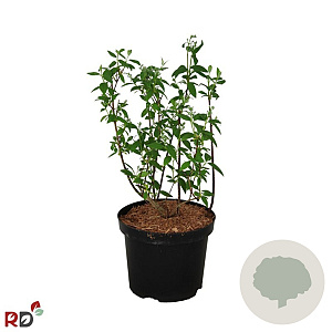 Philadelphus 'Snowbelle' 30-40 cm 3,0L