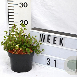 Potentilla f. 'Abbotswood' 20-25 cm 2,0L