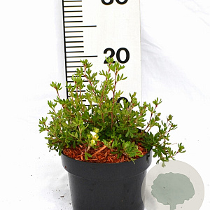 Potentilla f. 'Abbotswood' 20-25 cm 2,0L