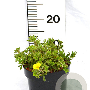 Potentilla f. 'Elizabeth' 20-25 cm 2,0L
