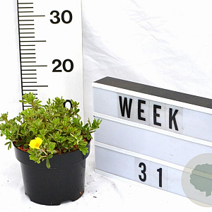 Potentilla f. 'Elizabeth' 20-25 cm 2,0L