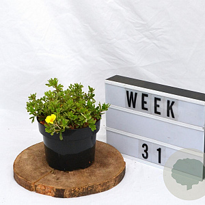 Potentilla f. 'Elizabeth' 20-25 cm 2,0L