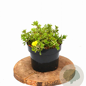 Potentilla f. 'Elizabeth' 20-25 cm 2,0L
