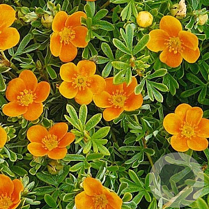Potentilla f. 'Hopley's Orange' GM P15