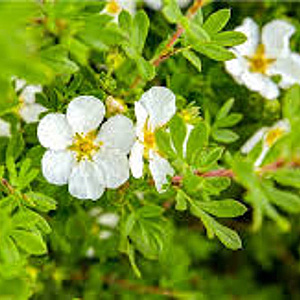 Potentilla f. 'Manchu' 25-30 cm 3,5L