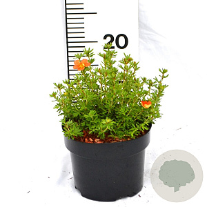 Potentilla f. 'Red Ace' 20-25 cm 2,0L