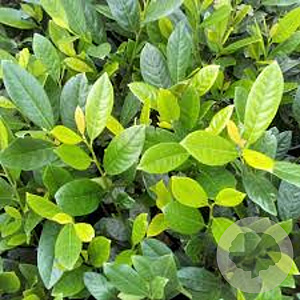 Prunus l. 'Diana' 30-40 cm 3,0L