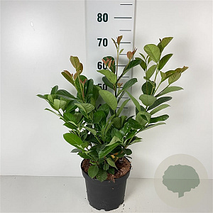 Prunus l. Etna 50-60 cm 7,5L