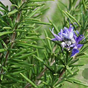 Rosmarinus officinalis GM P15