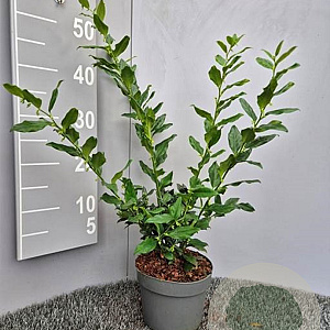 Sarcococca confusa 10-15 cm 2,0L