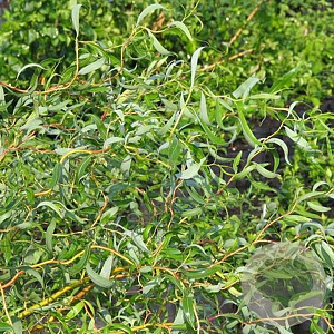 Salix 'Erythroflexuosa' 30-40 cm 3,0L