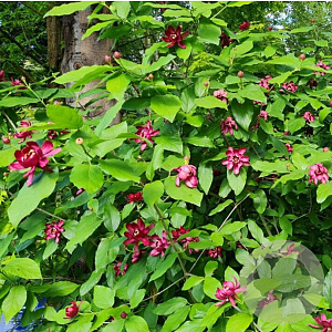 Sinocalycanthus raul. 'Hartage Wine' 30-40 cm 3,0L