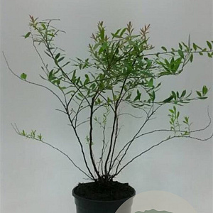 Spiraea arguta GM P15