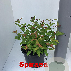 Spiraea jap. 'Golden Princess' 20-25 cm 2,0L