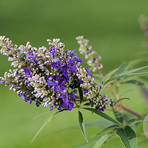 Vitex agnus-castus Blue Puffball 25-30 cm 2,0L