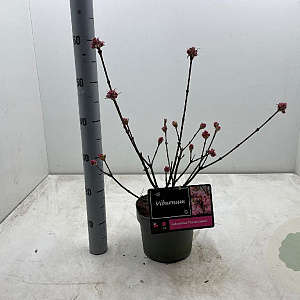Viburnum bodn. 'Charles Lamont' 30-40 cm 3,0L