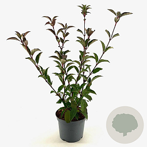 Viburnum bodn. 'Charles Lamont' 30-40 cm 3,0L