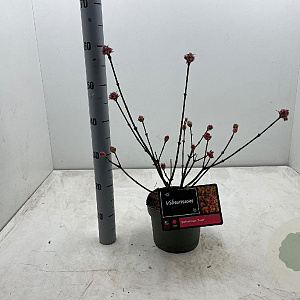 Viburnum bodn. 'Dawn' 30-40 cm 3,0L