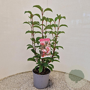 Viburnum bodn. 'Dawn' 30-40 cm 3,0L