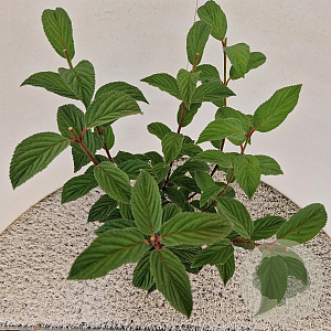 Viburnum bodn. 'Dawn' 30-40 cm 3,0L