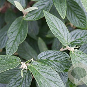 Viburnum rhytidophylloides 30-40 cm 3,0L