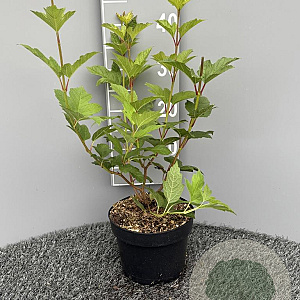 Viburnum opulus 'Roseum' 30-40 cm 3,0L