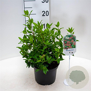Viburnum tin. 'Eve Price' 25-30 cm 3,5L