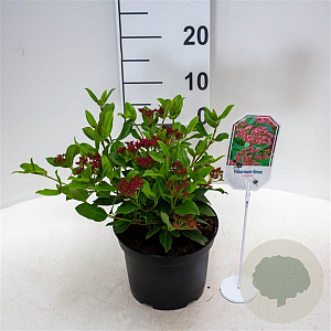 Viburnum tin. 'Gwenllian' 25-30 cm 3,5L