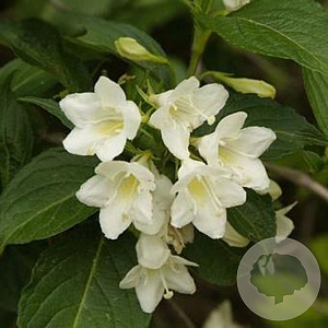 Weigela 'Candida' 30-40 cm 3,0L
